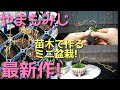 やまもみじ　苗木で作るミニ盆栽　最新作！