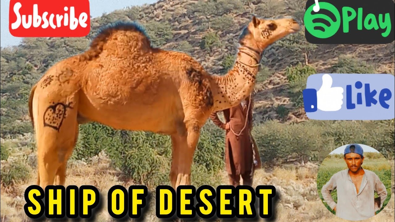 Ship Of Desert 🏜️ Camel's First Vlog | Desert Animal | Amazing Video 📷😮