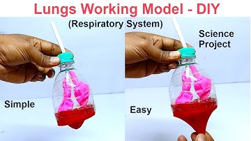 lungs working model - respiratory system working model using bottle and balloon | DIY pandit