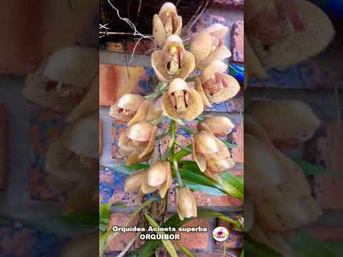 Vídeo: Orquídia, Floreix