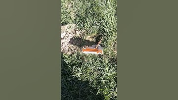 Gopher Removal - Wildlife Removal San Diego