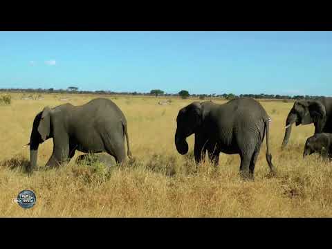 Video: Koji Su Nacionalni Parkovi U Keniji Najzanimljiviji