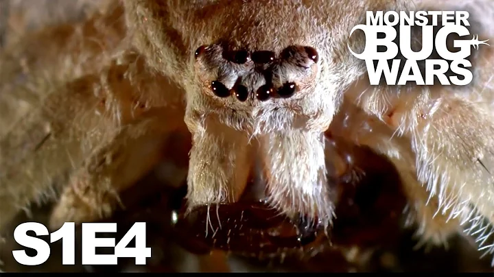 MONSTER BUG WARS | Shape-Shifters | S1E4 - DayDayNews