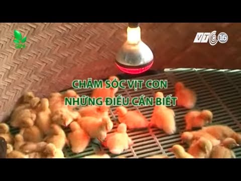 Video: Cách chăm sóc vịt con?