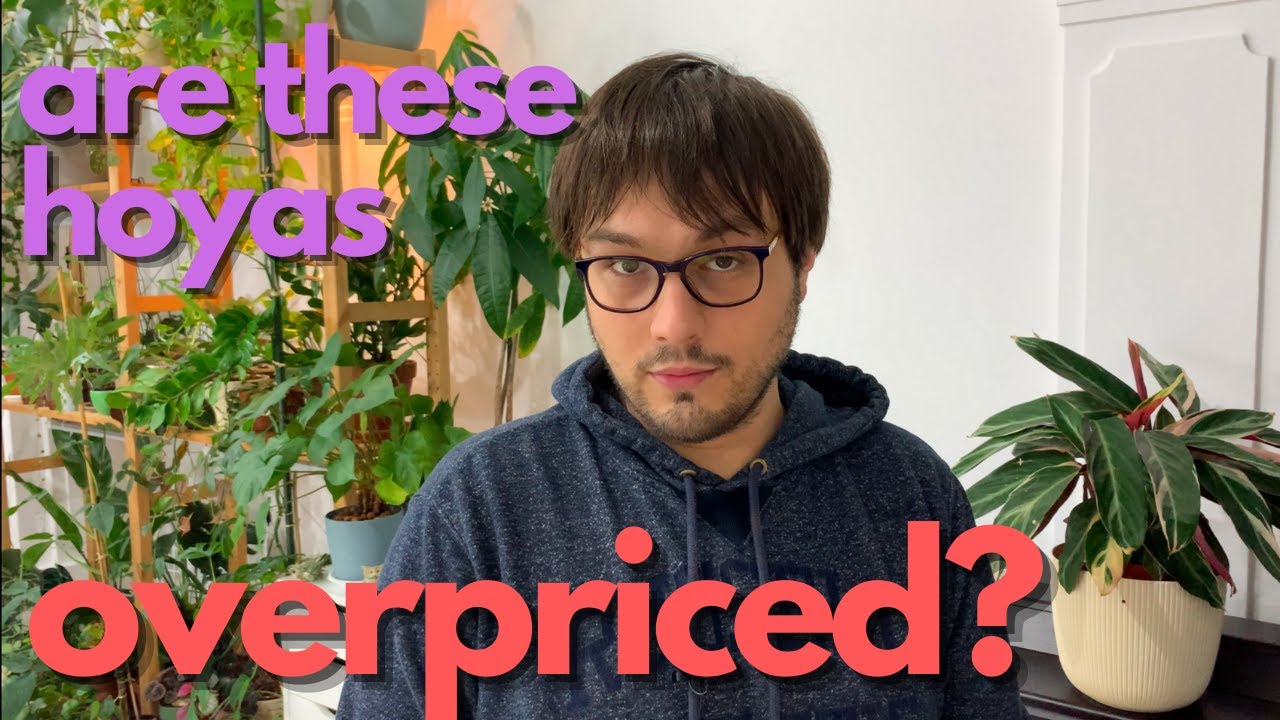 10 'Rare' Hoyas I Think Are Overpriced