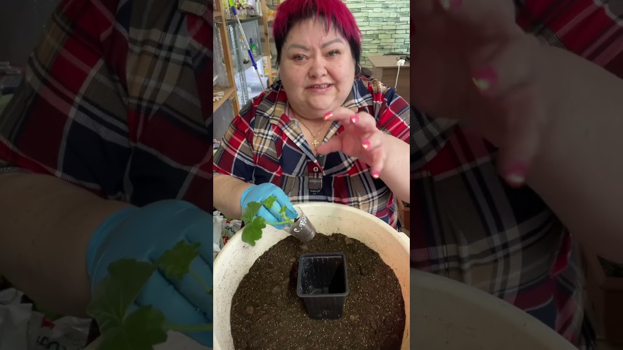 Укоренились пеларгонии. Что дальше