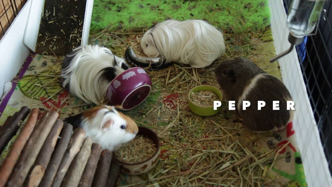 Guinea Pig Personalities Cavy Care Wednesday YouTube