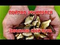 Поездка за карасём зарыбляю свой пруд