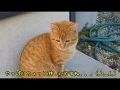 障害子猫の闘病日記㊲ ～コタくん病院に行く の巻～