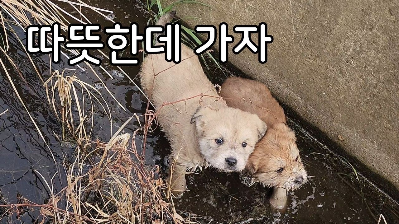 알뜨르 비행장 수로에서 구조한 아리와 뜨리