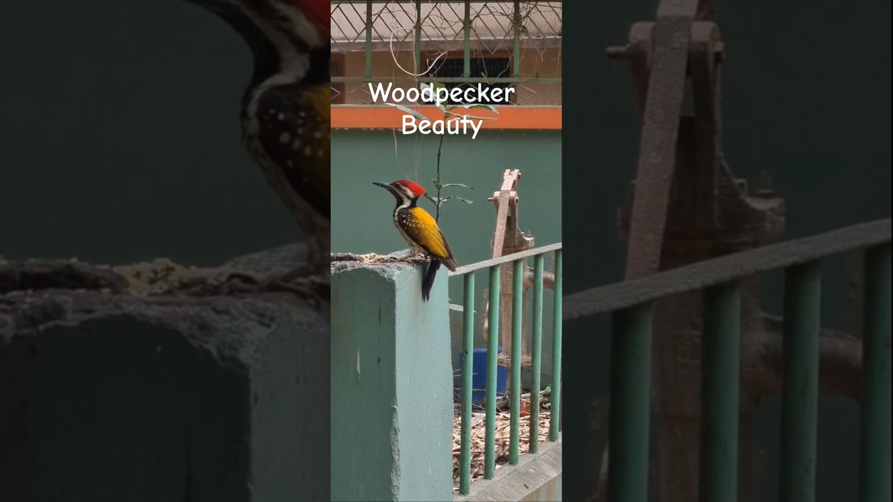 Golden-backed Woodpecker 