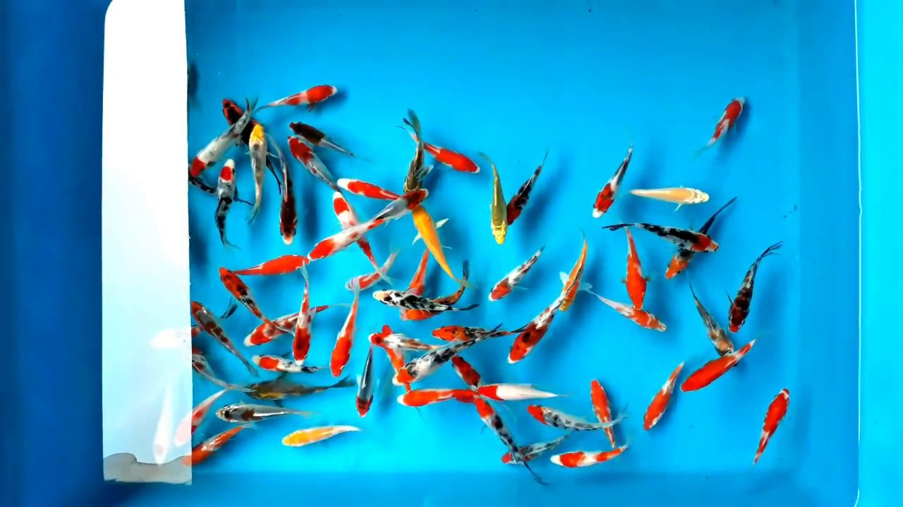Assorted Premium 3 inch Koi Free Shipping!