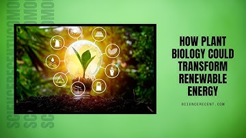 How Plant Biology Could Transform Renewable Energy