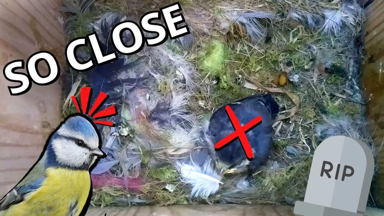 Harrowing Journey as Chick Fails to Fledge