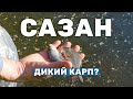 Запуск в пруд Сазана вместо Карпа. Зарыбление пруда мальками Сазана. Разведение рыбы