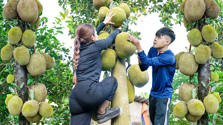 Harvesting 50KG of Honey jackfruit, Use 3-Wheeled Truck to Sell at Countryside Market - Farm Life