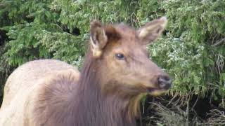 Roosevelt Elk  Cannon beach Oregon