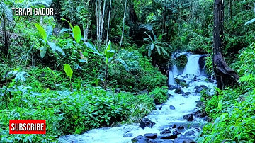 2 jam terapi burung stres macet bunyi dengan suara hutan dan burung di alam liar
