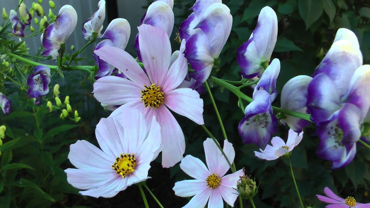 Цветы в утренней росе - YouTube