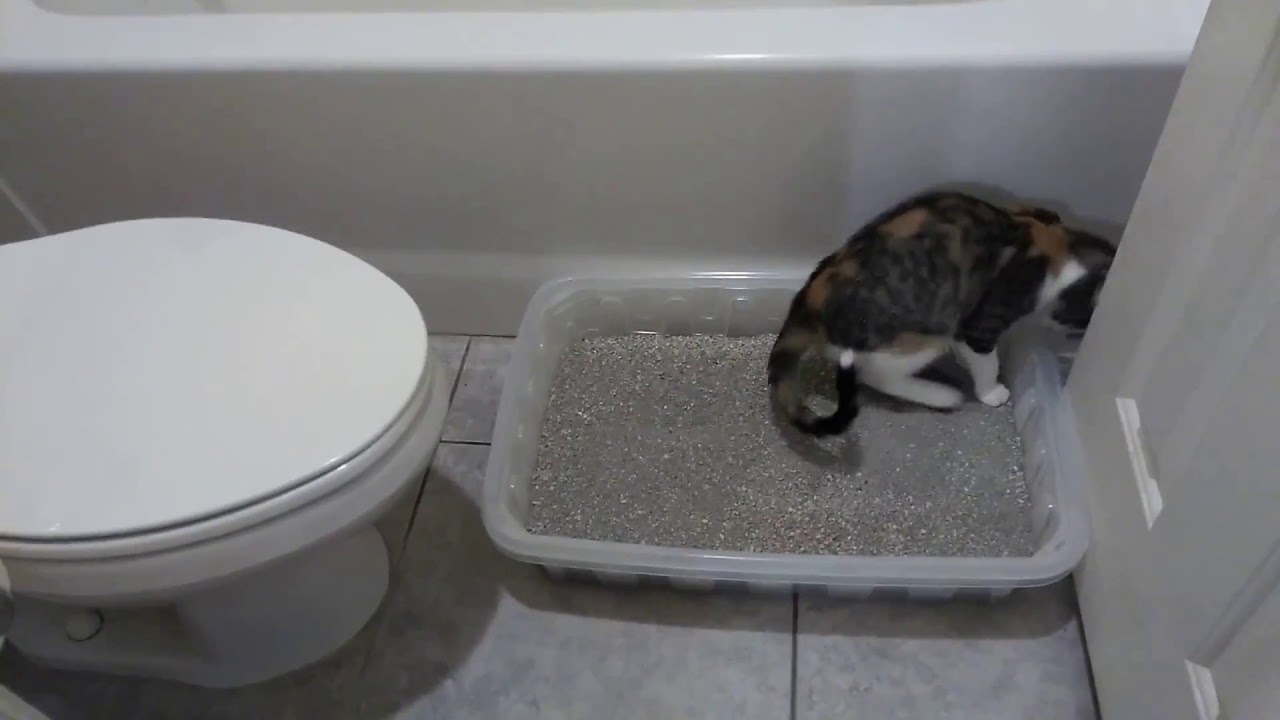 The beginning of toilet training my cat to poop in the toilet.. YouTube