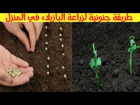 فيديو: لماذا لا تنمو البازلاء الحلوة