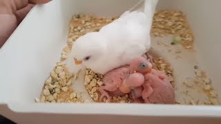 Muhabbet Kuşu Yavruları Beslenmiş mi Kontrolünü Etmek  Control of budgerigar feeding