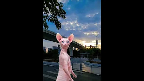 Watch the video about #cat #funny #crazycat #lol #kitten #sphynx #catlover #cute #memes #explore#trending