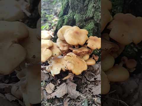 Ложные опята #camping #darkelf #mushroom #village