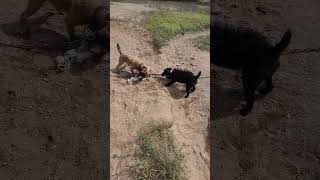 A Short A While Back.