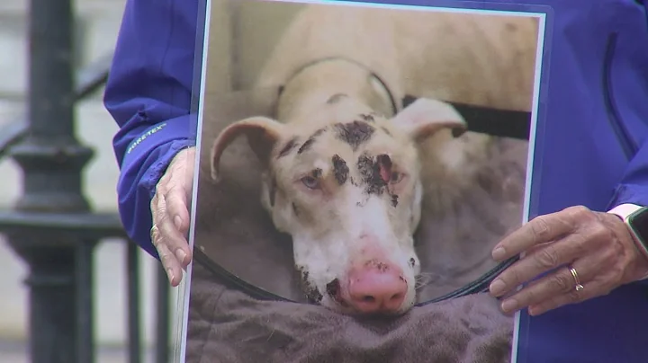 Cincinnati lawmaker wants to create statewide anim...