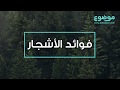 فوائد الأشجار