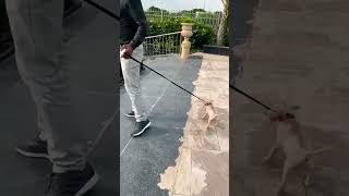 Jack Going On A Walk With Papa