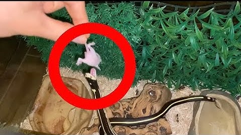King snake feeding pt.2 | slow motion