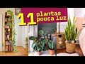 11 Plantas para POUCA LUZ