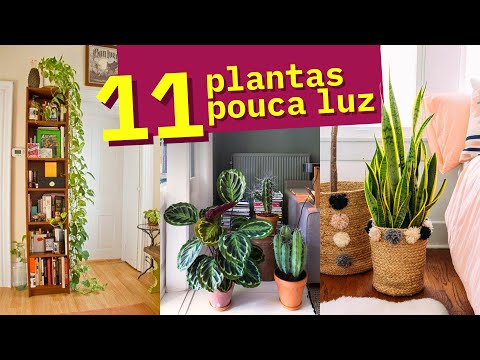 Vídeo: Plantas De Interior Que Adoram Sombra (43 Fotos): Nomes De Cores Para Quartos Escuros Que Não Precisam De Luz Solar. Escolha De Corredor E Apartamento