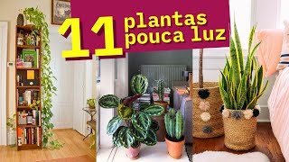 11 Plantas para POUCA LUZ 