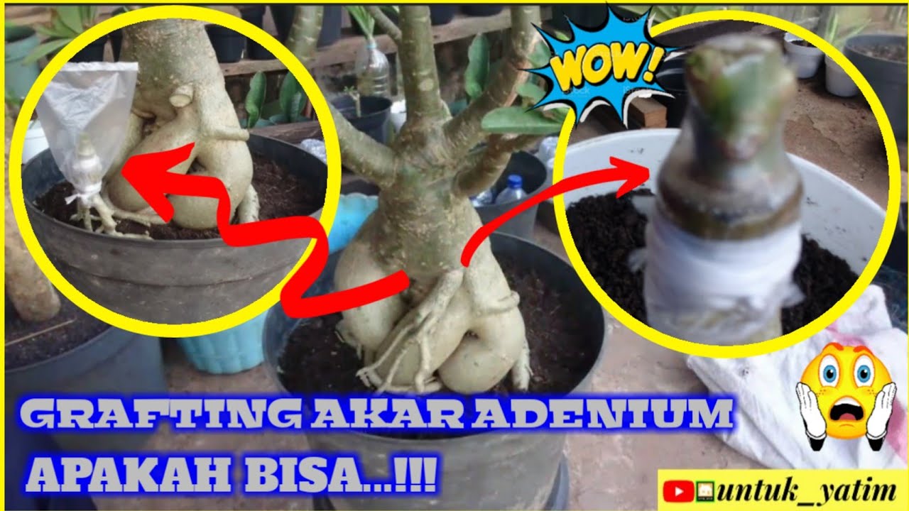 Cara Grafting Akar Adenium