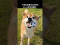 W杯に影響された柴犬、本気になる #shibainu #犬のいる暮らし #サッカー #soccer