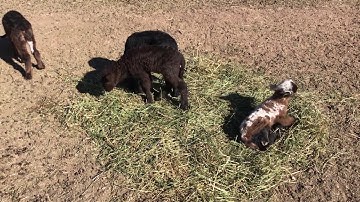 Q&A About the Difference Between Lamb & Mutton