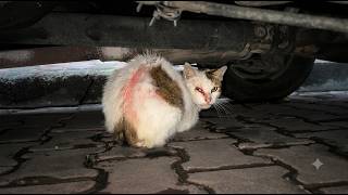 He Was Hiding Under Cars in Pain and Nobody Helped Him
