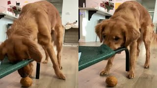 Clumsy Dog Cant Figure Out How To Get Toy @strangeincident