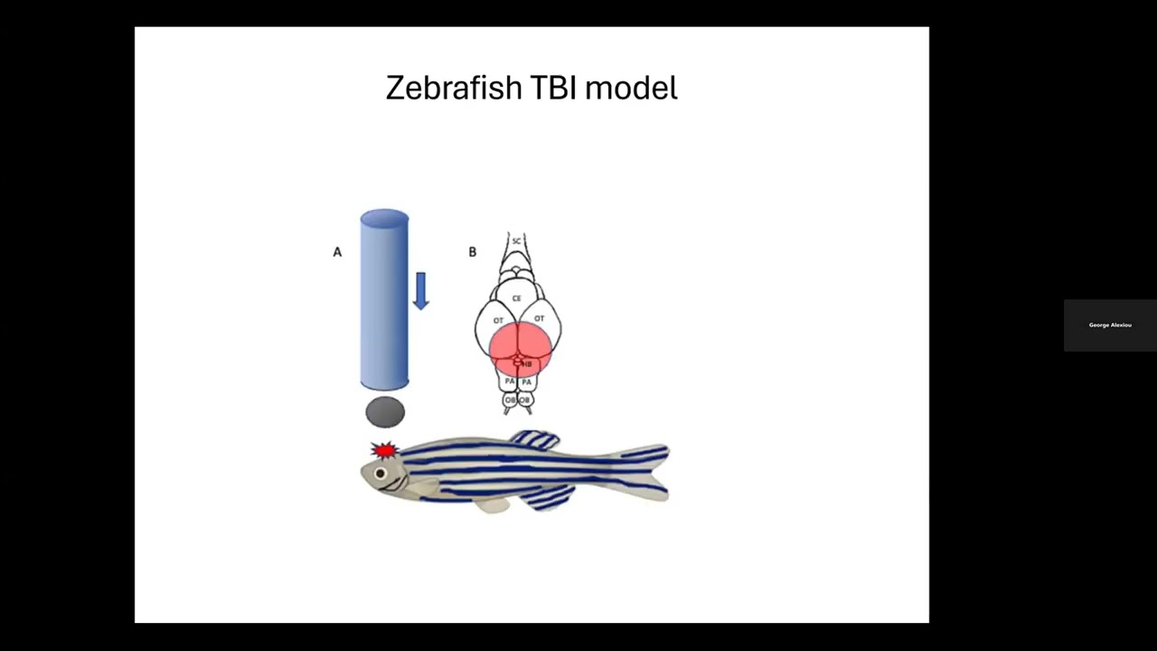 Translational Research in biomarkers for mTBI - G.  Alexiou