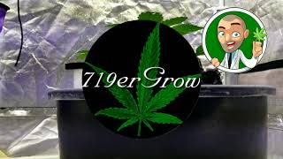 Indoor Cannabis Grow Update: GSC Extreme Tent