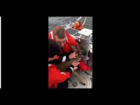 Coast Guard saves distressed deer swimming across Clarence Strait in Southeast Alaska