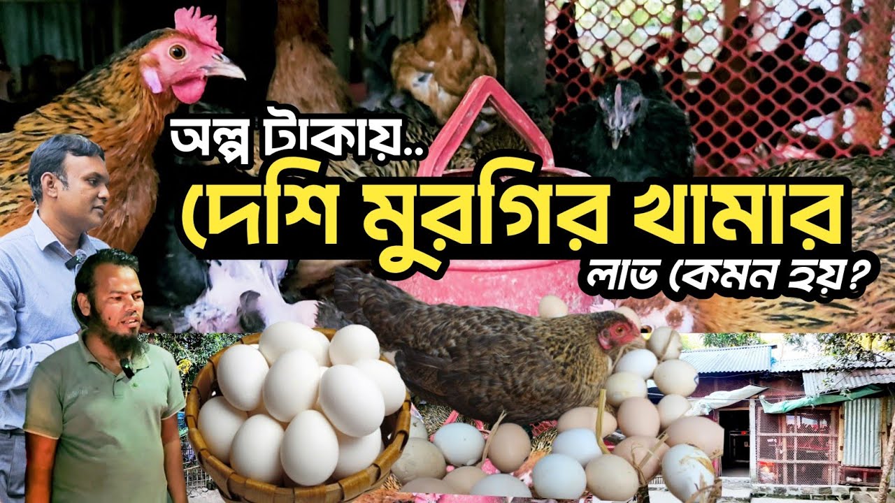অল্প টাকায় দেশি মুরগির খামার | লাভ কেমন হয় | Agro Dream Bangla 