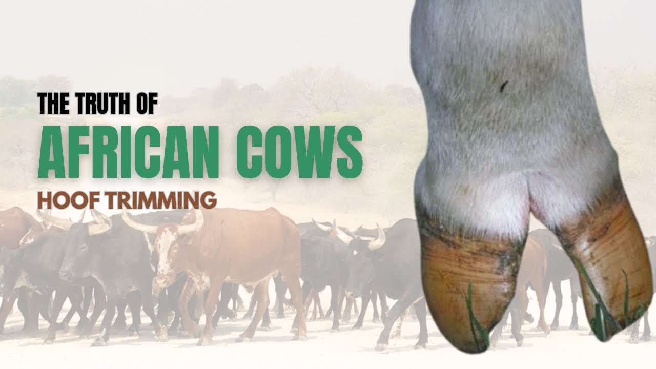 How Do African Cows Survive Without Hoof Trimming?