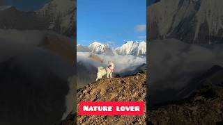Funny Dogs cat 🦴💕🐕🐶🐾🐱🐈😺#shortsfeed #shorts#reels #ytshorts #dog #puppy #cat #pets #love #cute #funny