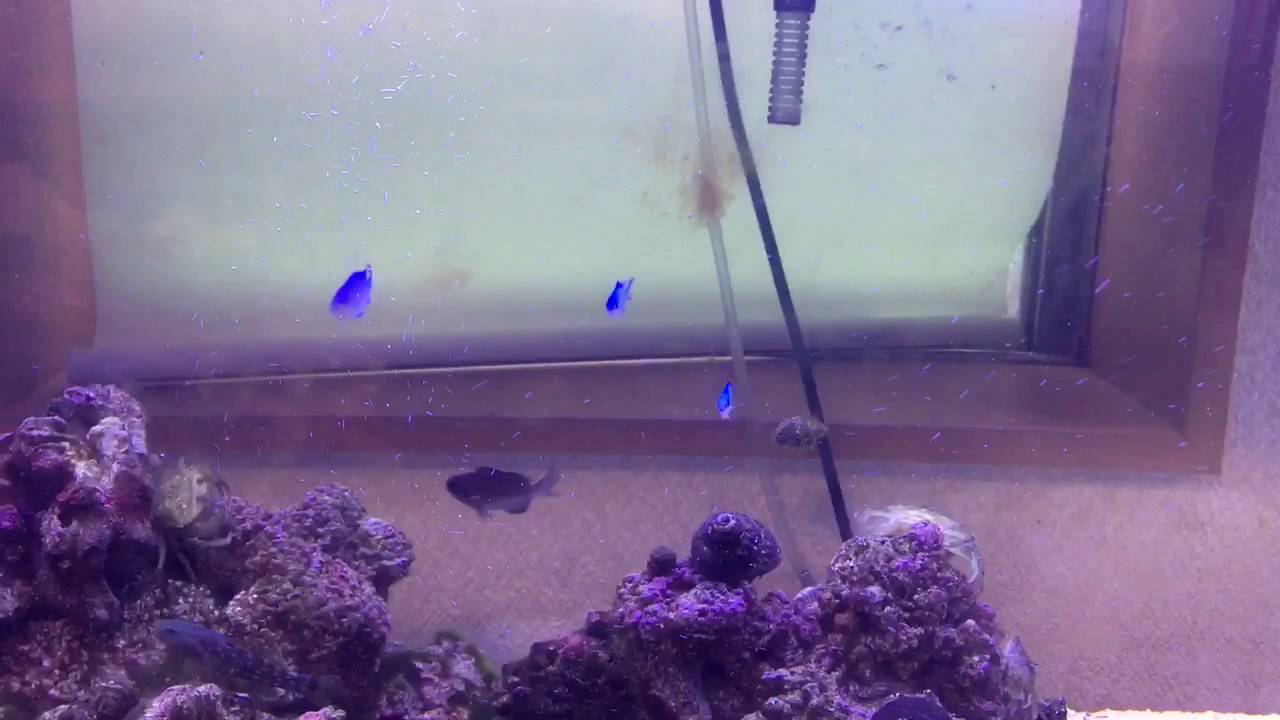 デバスズメダイを３匹購入 980円なり 海水魚日記 磯で採取した仲間たち