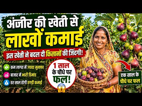 Earn Millions with Fig Farming | Fruits on a 1-Year-Old Plant | Fig Farming Profit in India
