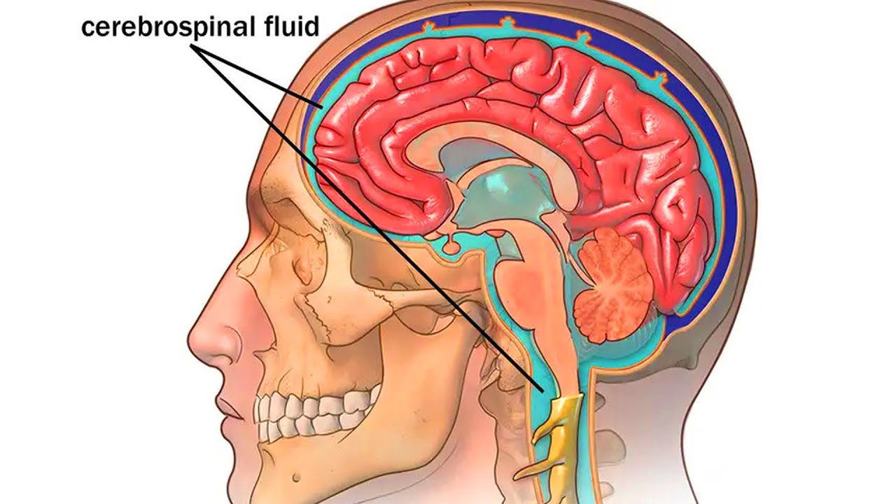Спинномозговая жидкость (ликвор) вкратце | Доктор Хешам Ваге (хирург)